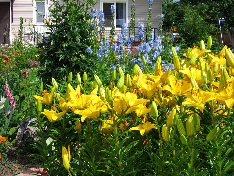 Желтые лилии также очень популярны среди отечественных садоводов.