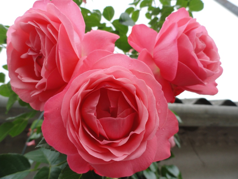 Сорт садовых роз