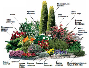  Схема миксбордера из многолетних растений - пример.
