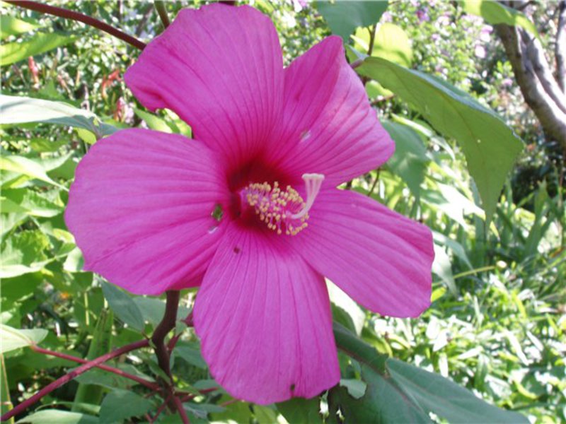 Цветок розового гибискуса показан на фото.