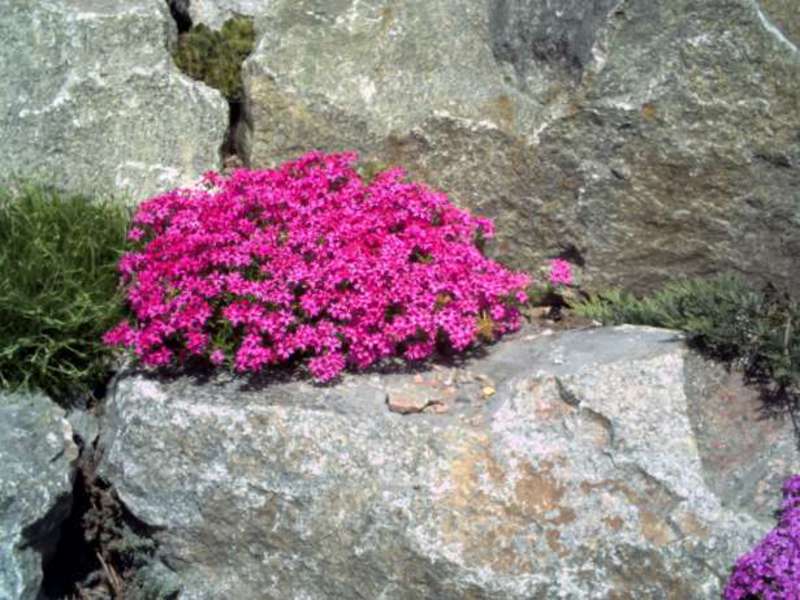 Почвопокровные садовые растения в альпинарии