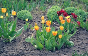 Посадка тюльпанов весной в грунт