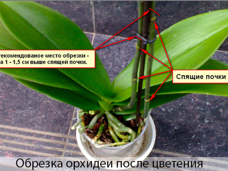 Уход за орхидеей требует определенных знаний.