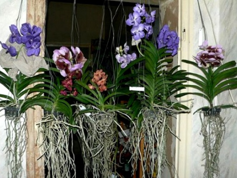 Уход за орхидеями очень важен, так как экзотические декоративные цветы подвержены разным болезням.