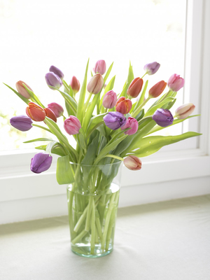 Как можно сохранить срезанные тюльпаны в домашних условиях