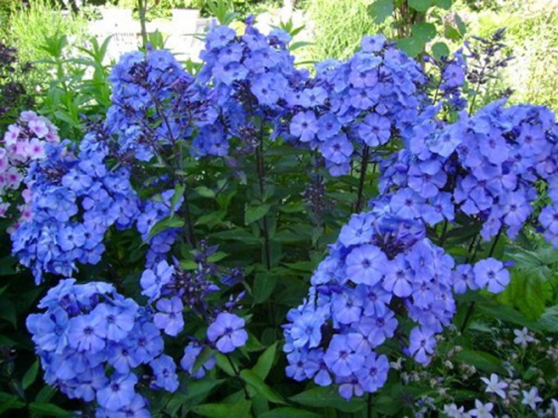 Канадские голубые флоксы - фото цветущего куста.