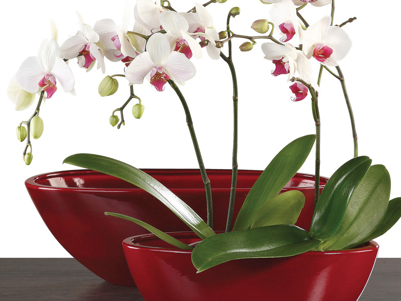 Пересадка орхидеи в домашних условиях