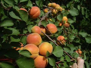 Лучшие сорта абрикосов для Подмосковья: название, описание, отзывы