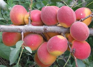 Сорта и виды абрикосов
