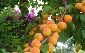 Плоды абрикосы