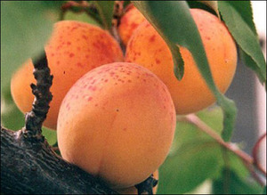 Выращивание абрикосов в подмосковье