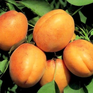 Самые распрастраненные сорта абрикосов