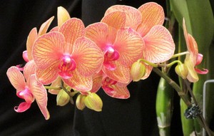 Очень красивые цветы орхидеи 
