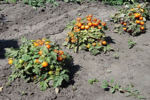Урожайность томатов зависит во многом от сорта