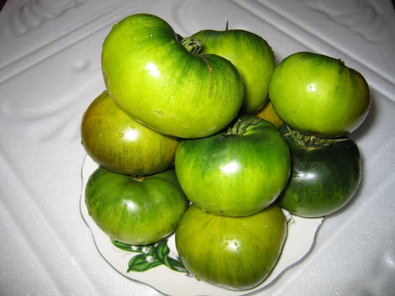 Зеленые помидоры сорта Болото не меняют цвет при созревании
