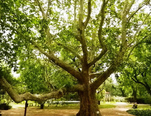 Восточный платан - дерево красивое