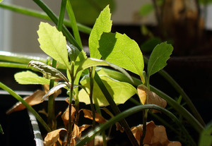 Росток платана - первый год жизни растения