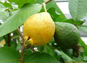 Гуайява - плод гуавы показан на фото