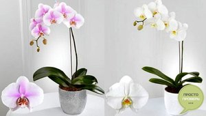 Домашние орхидеи цветут редко, но невероятно красиво