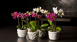 Уход и размножение орхидеи Phalaenopsis дома