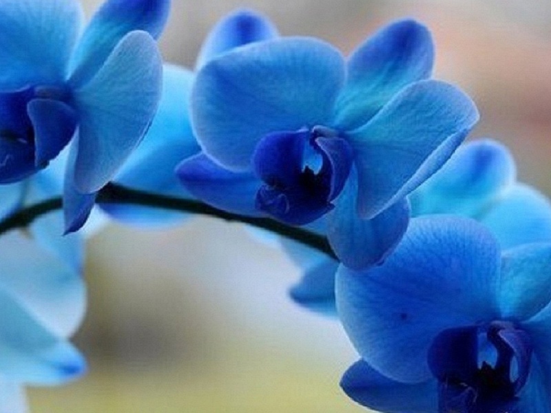 Синий цветок орхидея