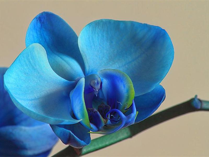 Голубая орхидея уход и полив