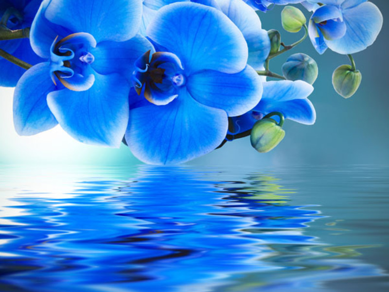 Синяя цветочная орхидея