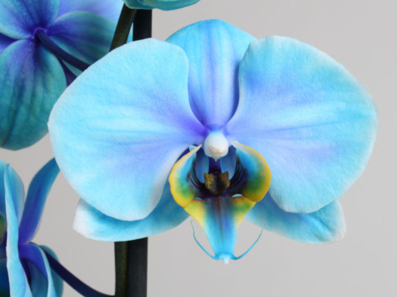Растение орхидея