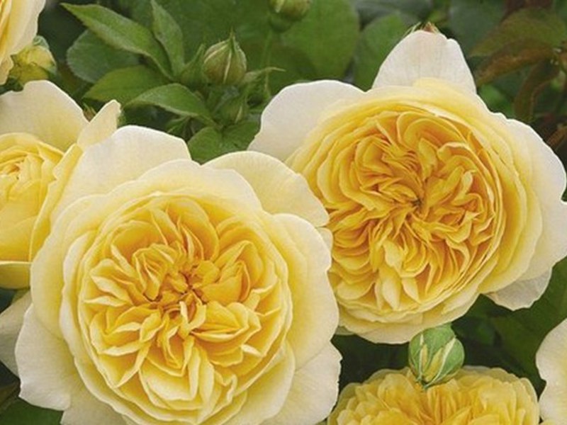 Примеры групп садовых роз