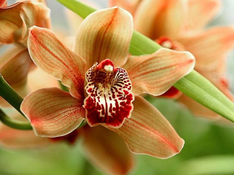 Как выглядит королевская орхидея