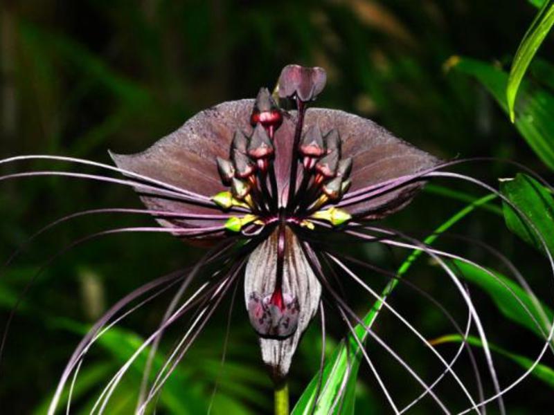 Такка - экзотический цветок