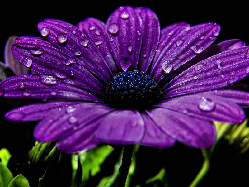 Фиолетовая диморфотека в цвету очень красива