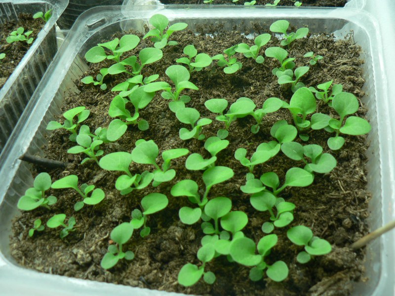 Гелихризум - травянистые растения для открытого грунта