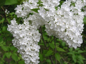 Сирень персидская белая цветет очень красиво.