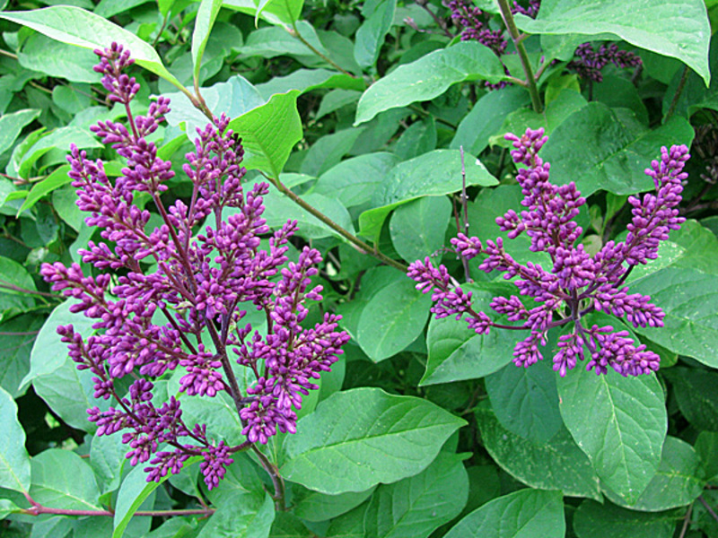 Сирень Генри - разновидность фиолетовых цветов.