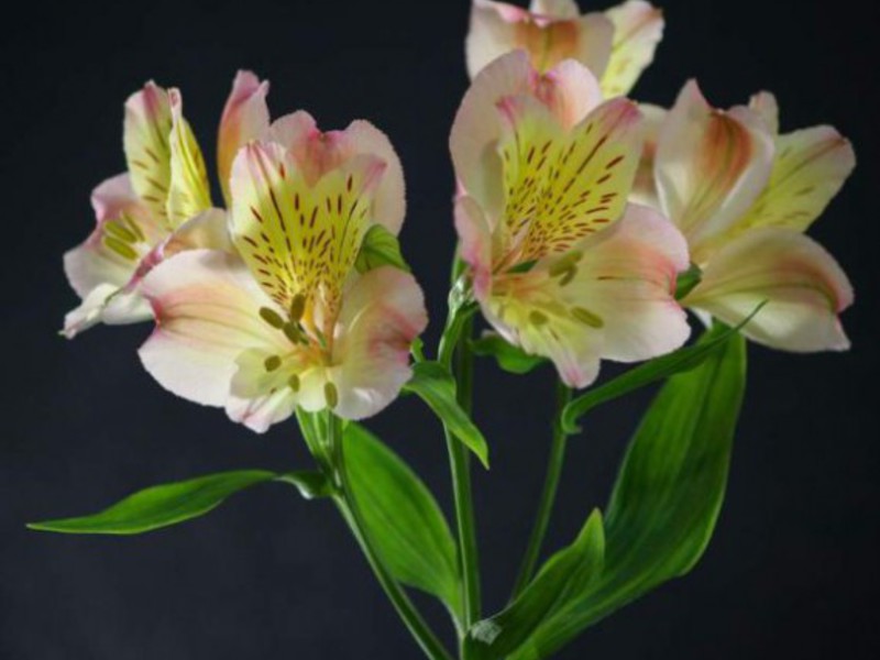 Альстромерия - фото цветка крупным планом