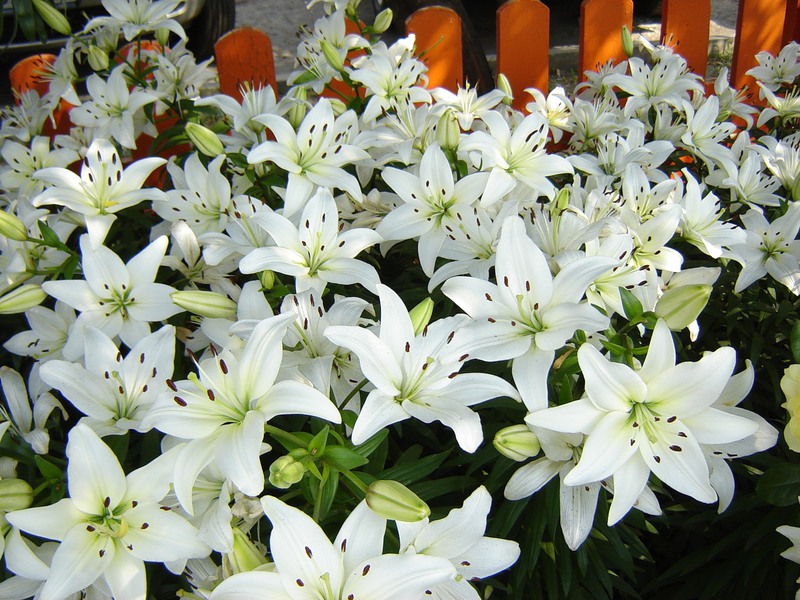 Преимущества выращивания цветков белых лилий