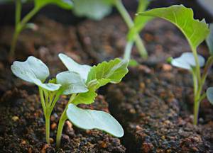 Что надо знать о выращивании цветной капусты