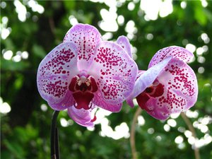 Как самим вырастить орхидею