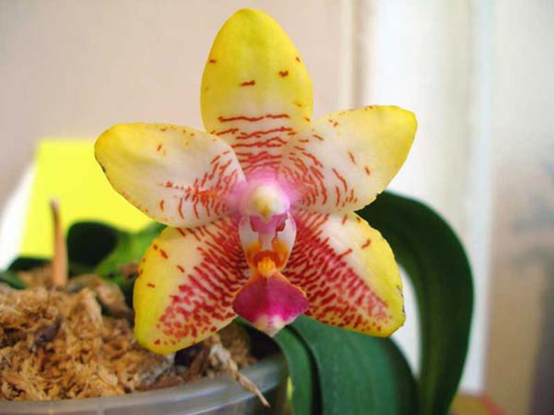 Сорт комнатной орхидеи
