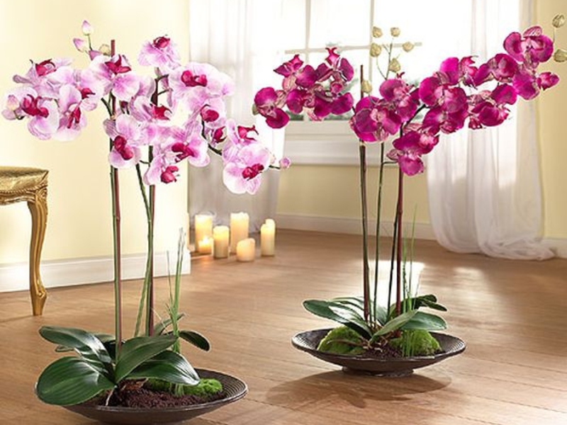 Как растет и цветет орхидея