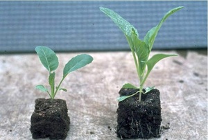 Как высадить рассаду капусты