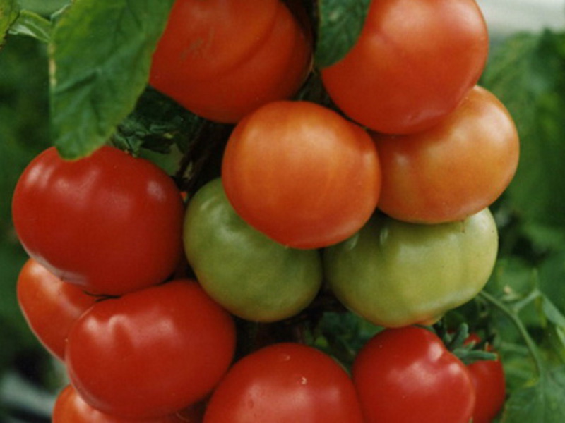 Самостоятельно взращивание томатов