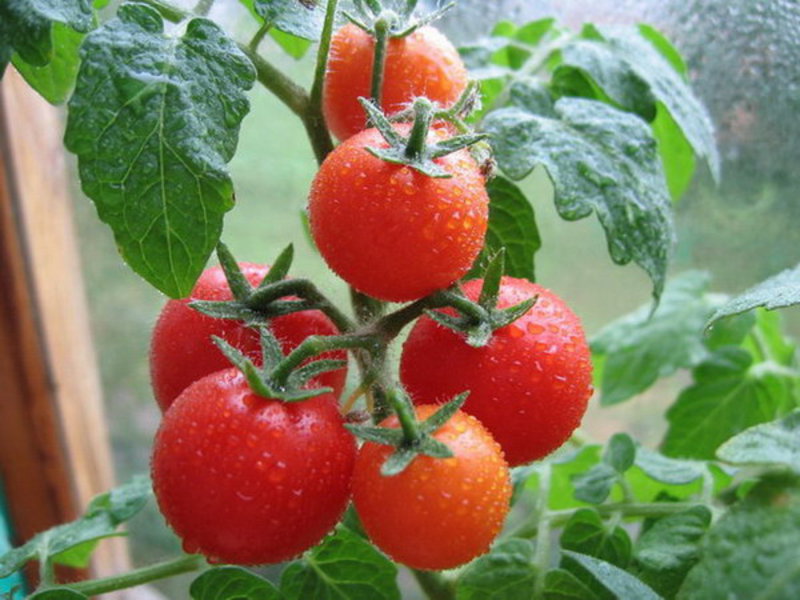 Как ухаживать за рассадой томата