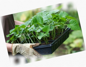Как подготовить почву для рассады капусты