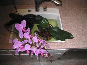 Особенности полива орхидеи Фаленопсис