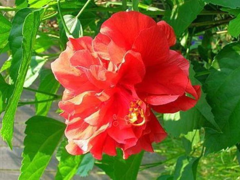 Китайская роза