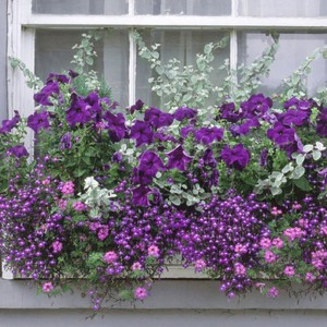 Какими цветами оформить балкон