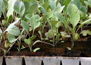 Особенности выращивания рассады белокочанной капусты