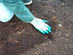 Нюансы подготовки почвы для высаживания рассады